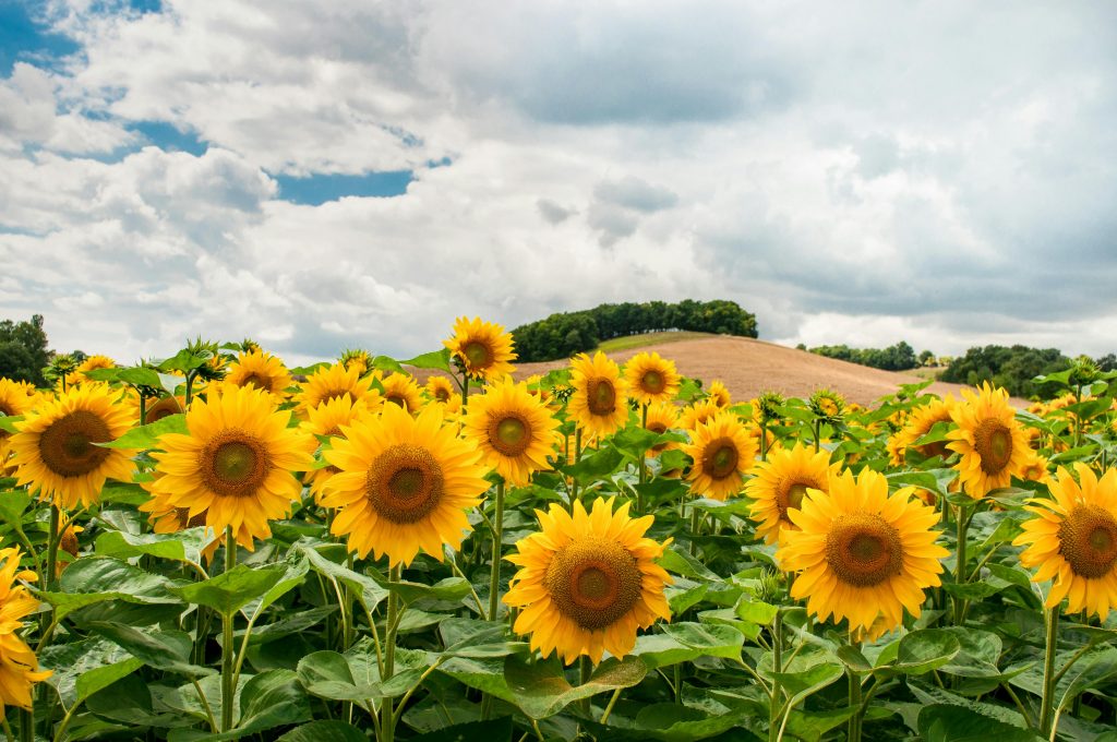 sunflowers
